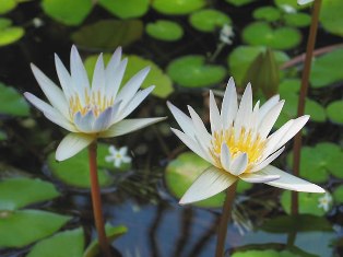 Luận tối thượng thừa giảng giải (Phần 5)