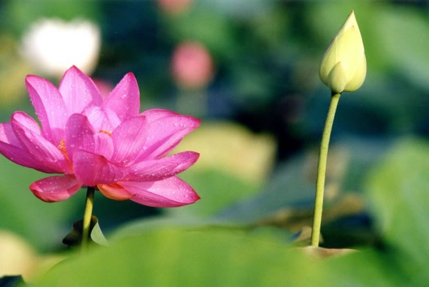 Oai nghi - Con đường của sự tỉnh thức ( Phần 16): Phép ở trong liêu phòng